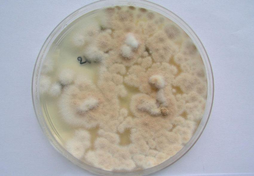 Obr. 5 – Aspergillus terreus na Sabouraudově agaru