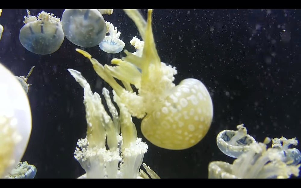 Ukázky přehrávání médií