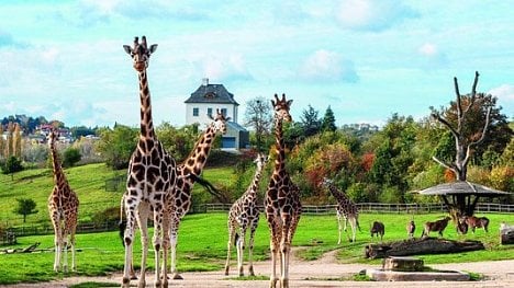 Náhledový obrázek - Zájem o zoo je pětkrát větší než o fotbal. Na financích to není znát