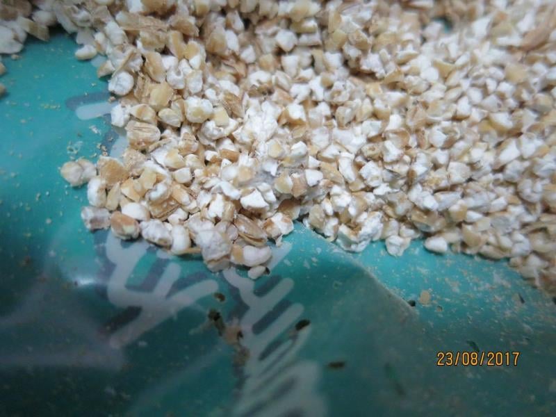 Thi Hong Trinh, Teplice: Kroupy MALÉ č. 3 ječné - uvnitř potraviny se vyskytovali mrtví škůdci. Potravina měla poškozený obal činností škůdců. Živí a mrtví škůdci se vyskytovali i na prodejních regálech, kde se tato potravina nacházela. Potravina měla prošlé datum minimální trvanlivosti.