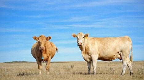 Náhledový obrázek - Ochočení, zužitkovaní: domestikace pokulhává