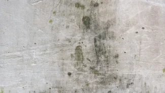 Náhledový obrázek - Plíseň na zdi může mít negativní vliv na vaše zdraví. Zbavit se jí lze pomocí dezinfekce a chytré houby