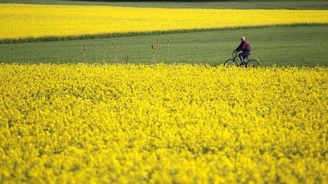 Náhledový obrázek - Sklizeň obilovin vzroste na sedm milionů tun. Úroda řepky ale o 15 procent klesne