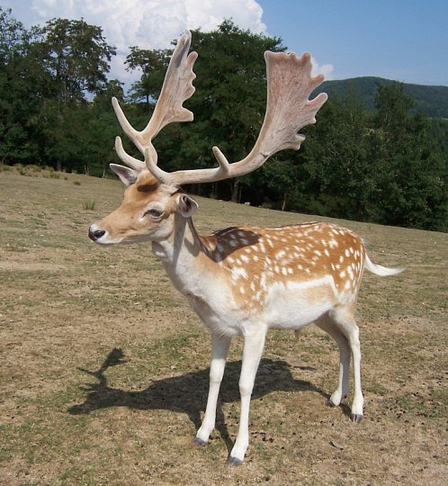 Spárkatá (a černá) zvěř: v ČR se loví např. jelen, divočák, daněk, kamzík, muflon či srnec