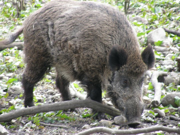 Spárkatá (a černá) zvěř: v ČR se loví např. jelen, divočák, daněk, kamzík, muflon či srnec