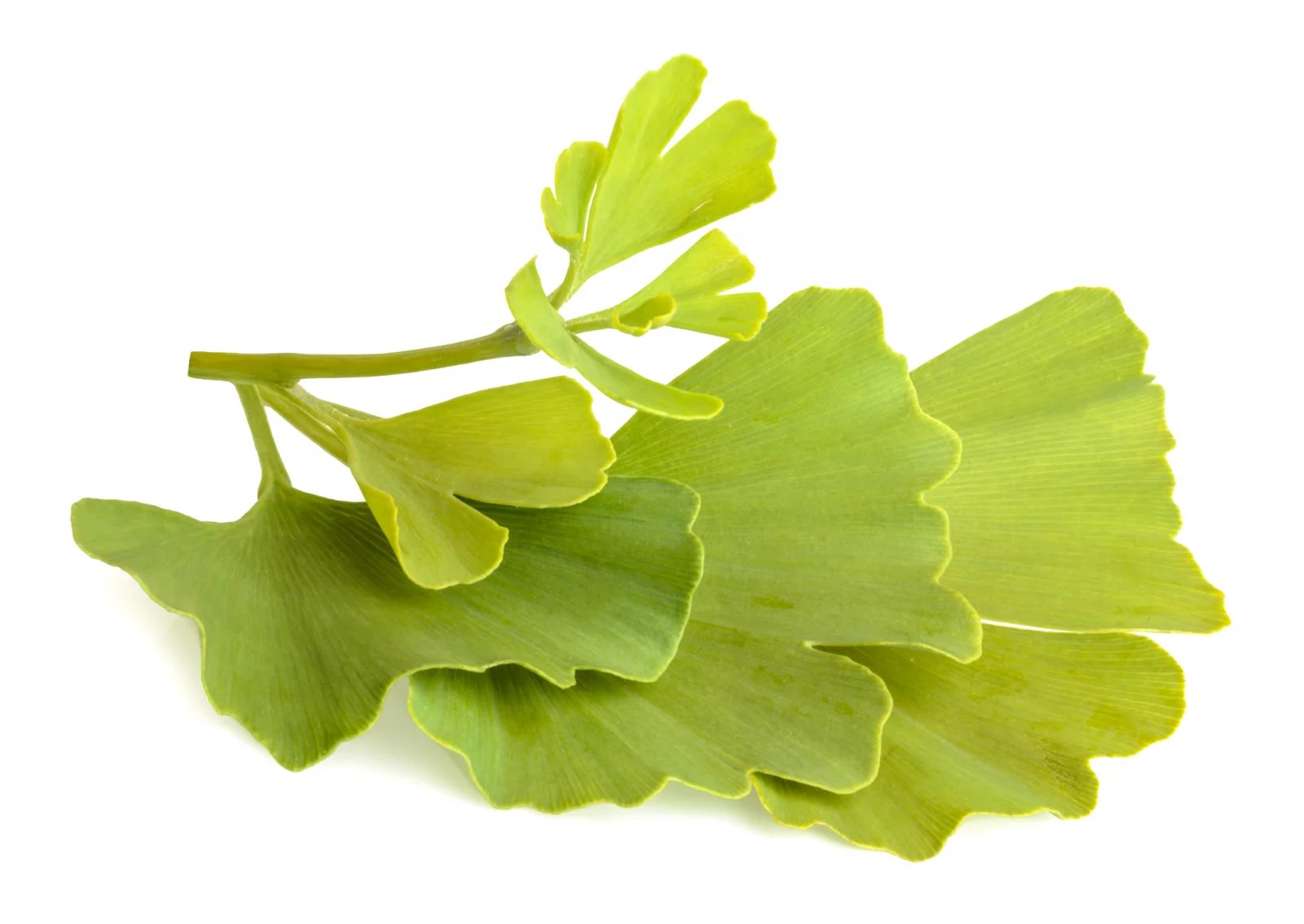 Vedle podpory myšlení a paměti lidé ginkgo bilobě přisuzují i další léčivé účinky. Extrakt z jinanu může třeba podpořit boj s úzkostí a depresemi, pomáhá proti zrakovým problémům a sluchovým poruchám a léčí také sexuální dysfunkci.