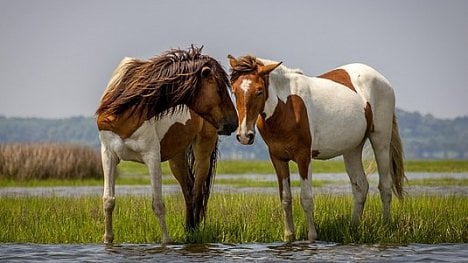 Náhledový obrázek - Na ostrově Assateague žijí koně volně s lidmi