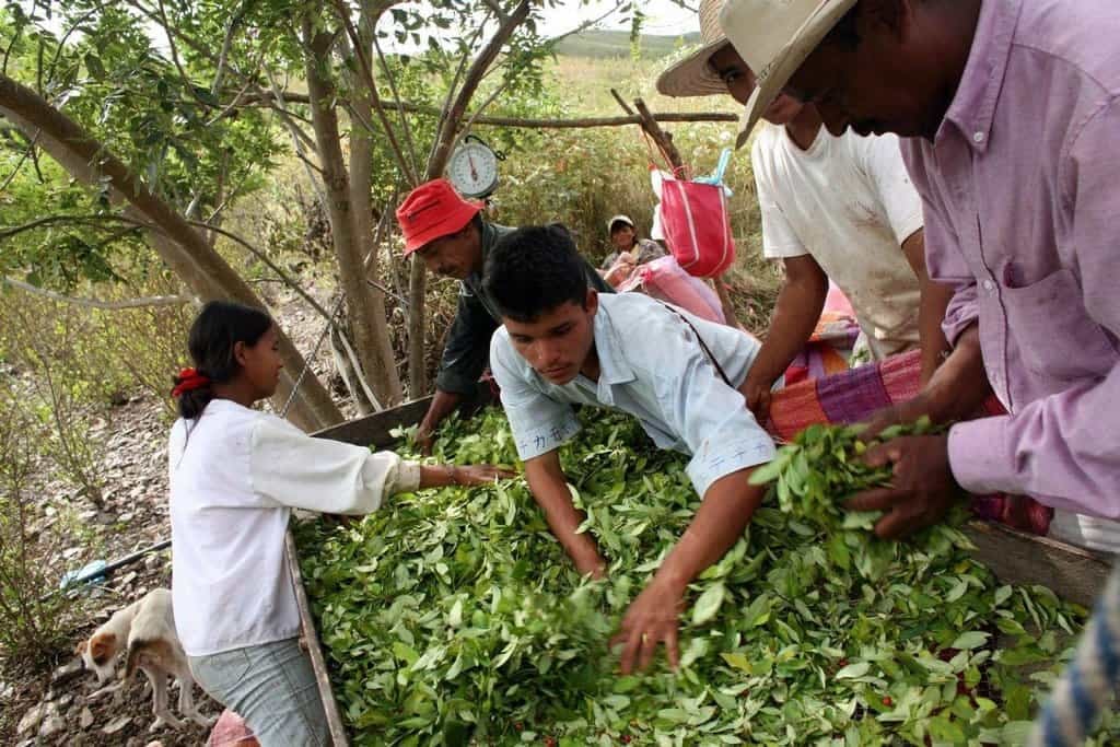 2019-05-dilema-farmc3a1c599c5af-pc49bstovat-kakao-nebo-koku-1.jp