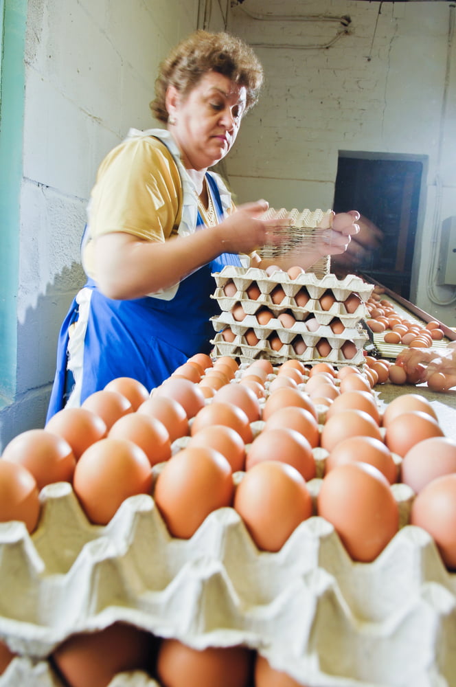 Jak se balí vejce na slepičí farmě