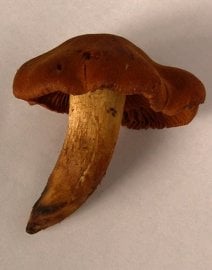 Pavučinec plyšový (Cortinarius orellanus)