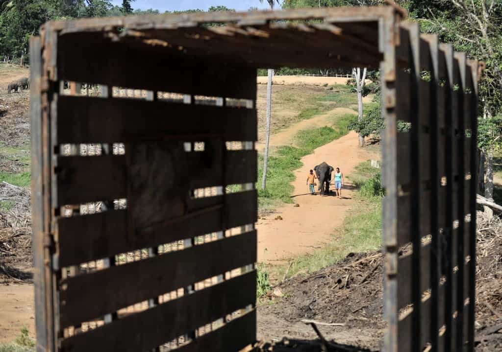 2011-01-slonc3ad-stc3a1do-v-prac5beskc3a9-zoo-posc3adlily-dvc49b