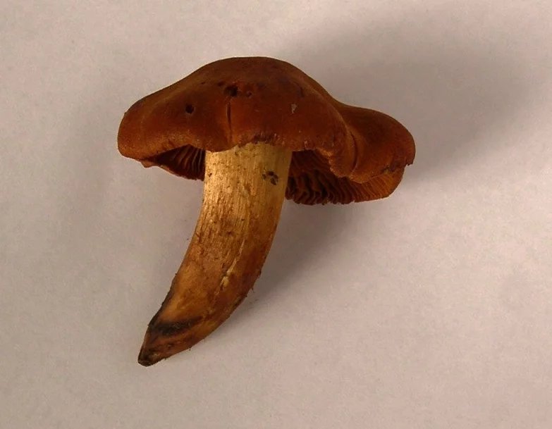 Pavučinec plyšový (Cortinarius orellanus) je jedna z nejzákeřnějších a nejnebezpečnějších hub. Ač je ve starých houbařských atlasech veden jako jedlý, je ve skutečnosti smrtelně jedovatý. Otravy jím způsobené mají totiž extrémně dlouhou inkubační dobu, což dlouhou dobu vědcům zakrývalo souvislost mezi jeho konzumací a následnými obtížemi, takže byl až do roku 1958 považován za neškodnou houbu.