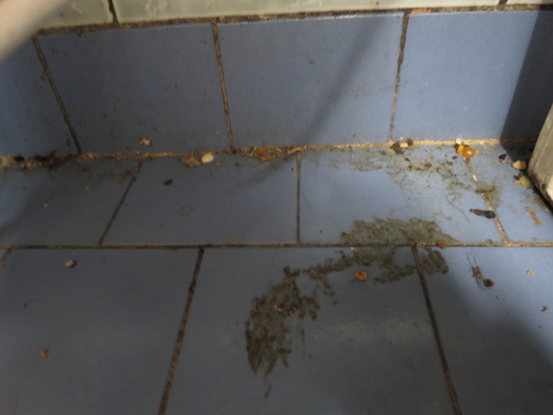 Pivnice na Dvorci (kontrolovaná osoba Gabriela Slatavová) na Svitavské ul. č. 472, Jevíčko. V provozovně inspektoři zjistili výskyt myšího trusu a dlouho nevynesený odpad. Stav provozovny celkové neodpovídal základním hygienickým požadavkům – stěny i zařízení pokrývala vrstva mastných nečistot a prachu, některá zařízení pokrývala plíseň, na nezaizolovaných rozvodech vody se srážel kondenzát, který odkapával do znečištěných mokrých hadrů na podlaze. SZPI na místě uložila zákaz užívání prostor.