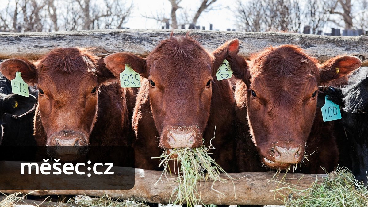 Vlak narazil do zatoulané krávy: Musí chovatel zaplatit drahám škodu na vlaku?