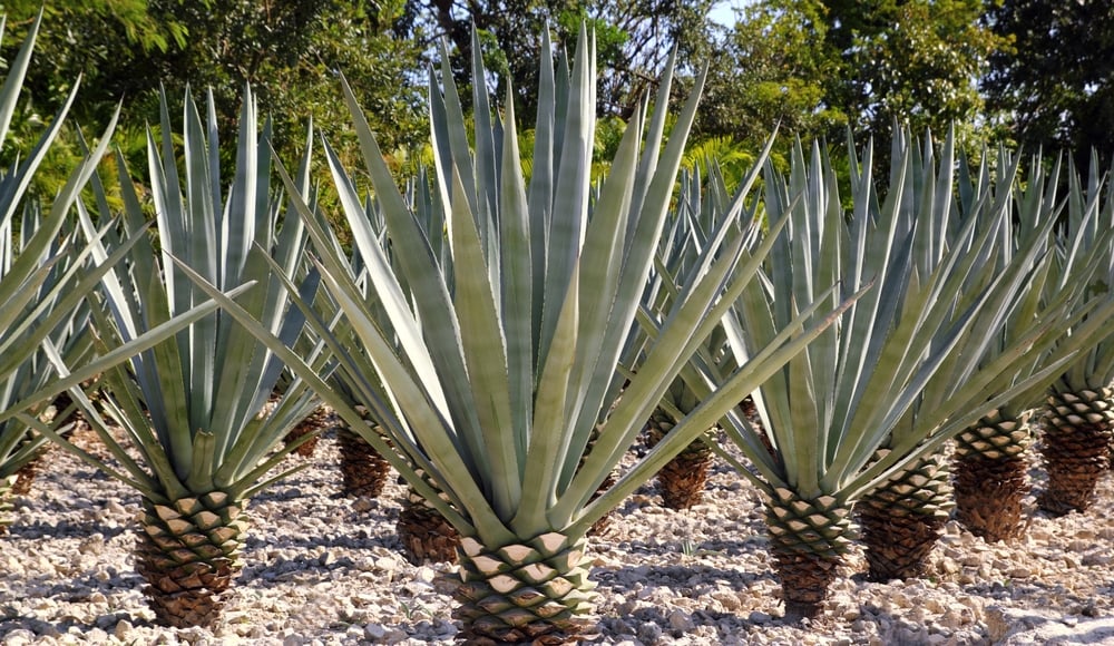 Tequila se nevyrábí z kaktusu, jak se věci neznalí pijáci často nesprávně domnívají. Jedinou vstupní surovinou pro tequilu je sukulent modrá agáve (latinsky Agave tequilana).