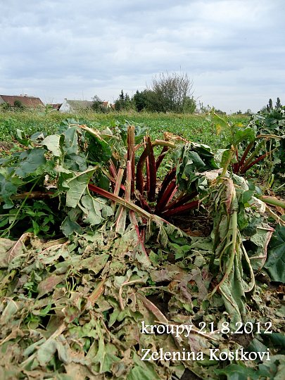 Zničená úroda farmářů