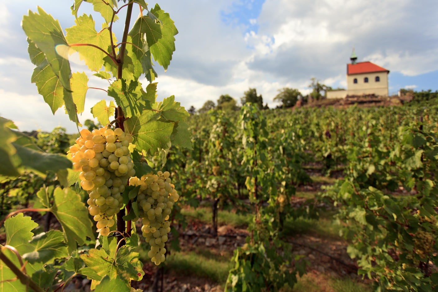 Již tento víkend vinobraní na vinici sv. Kláry