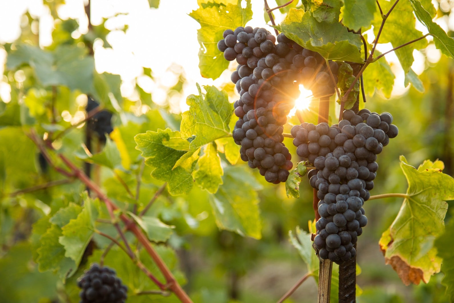 Již tento víkend vinobraní na vinici sv. Kláry