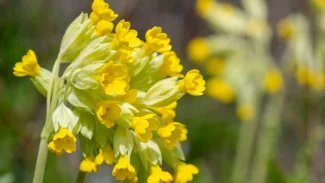 Náhledový obrázek - Prvosenka jarní je částečně chráněná léčivka. Sbírat se mohou pouze její květy a nať