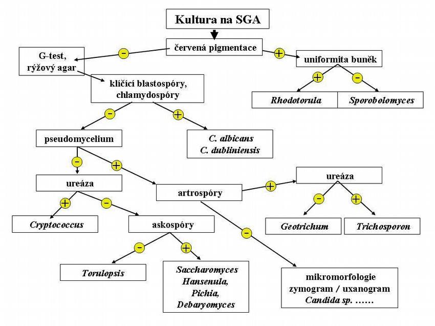 Obr. 8 – Postup jednoduché rodové identifikace kvasinek