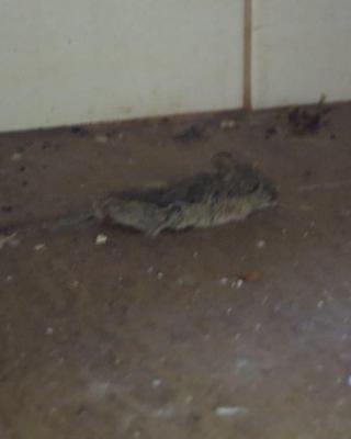 Hostinec U Lípy - Lázně Toušeň