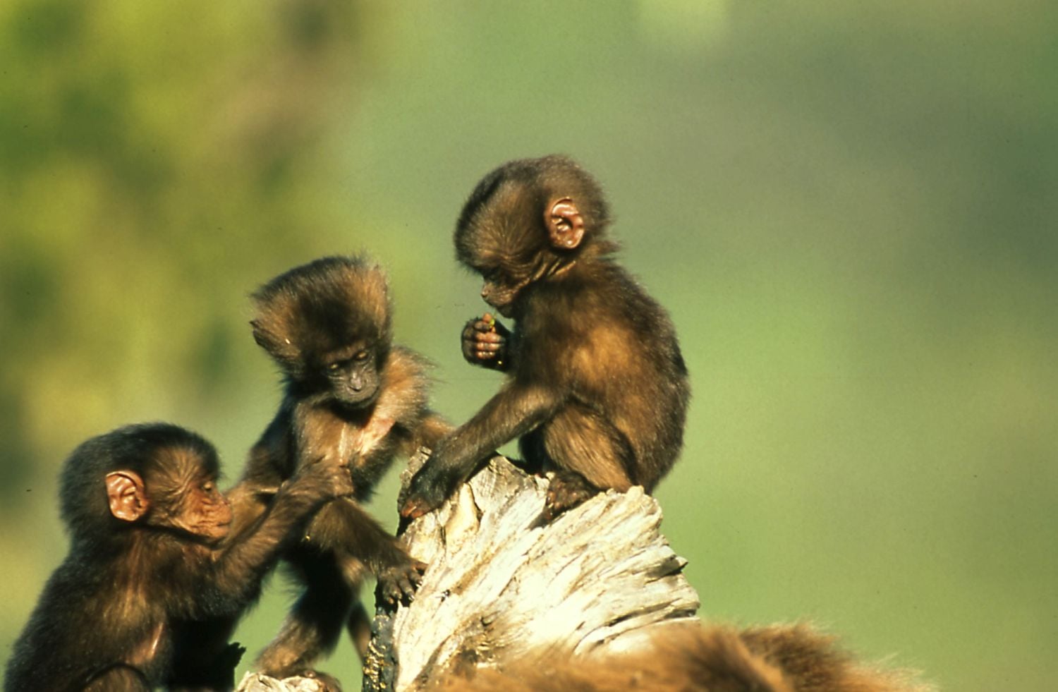 Prima Zoom - 18.-24.7.2016