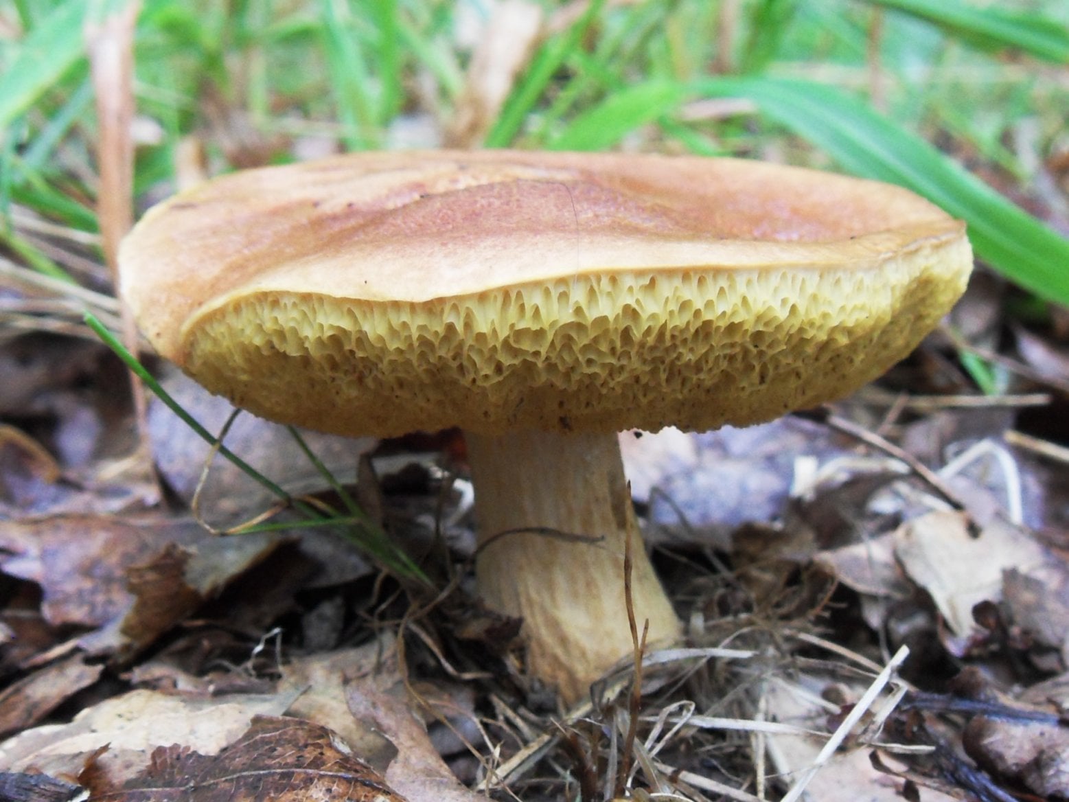 Hřib moravský (Aureoboletus moravicus) neboli suchohřib moravský je velmi vzácná zákonem chráněná houba z čeledi hřibovitých. Snadno rozpoznatelná je podle kombinace barvy klobouku, charakteristické vůně a loupajícího se povrchu třeně.