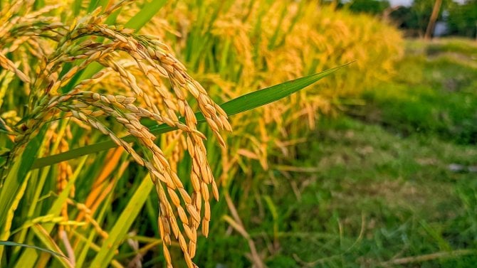 Rýže místo brambor? Britský experiment, který by ještě nedávno zněl jako vtip, otevírá otázku budoucnosti evropského zemědělství
