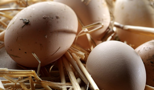 Výsledek obrázku pro polská vejce prodávana jako česká