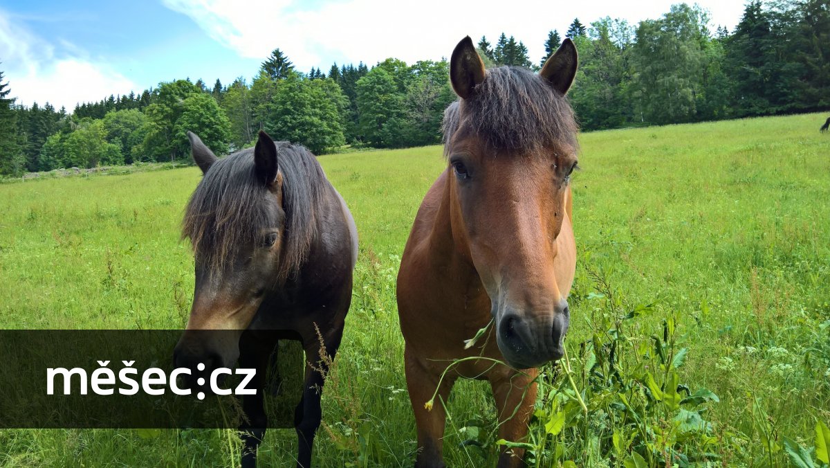 Případ mrtvého koně: Kdy jste chráněni jako spotřebitelé, i když podnikáte?