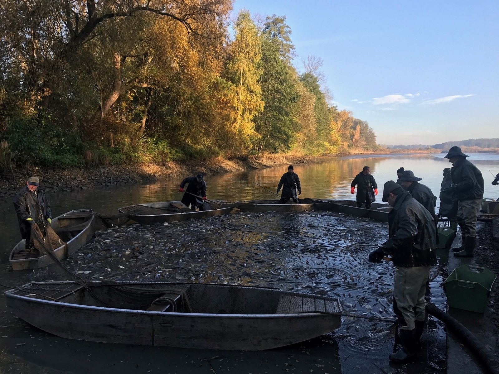 Rybniční hospodářství