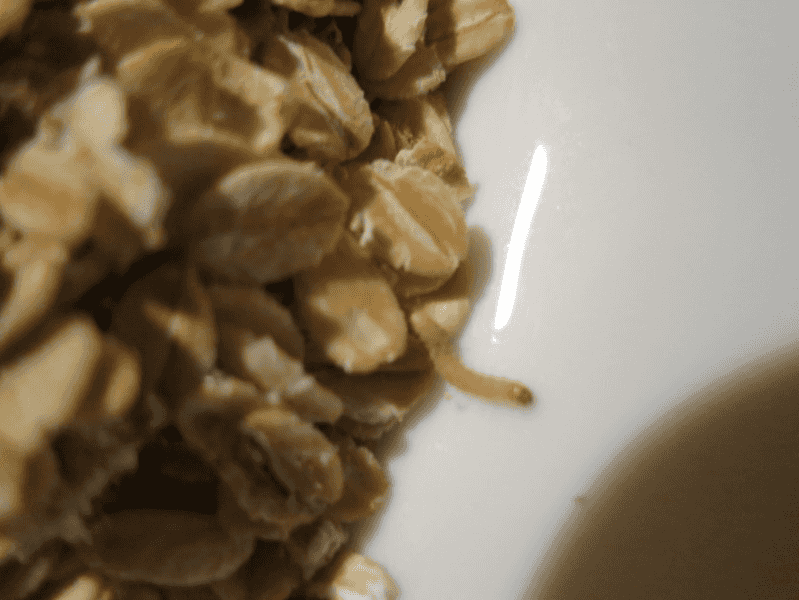 Michaela Galdová, Frýdek-Místek: VLOČKY OVESNÉ - na obale výrobků i uvnitř byly patrné stopy po činnosti škůdců (pavučinky) a výskyt živých i mrtvých škůdců. Kontrolovaná osoba nemá zavedeny dostatečné postupy regulaci škůdců (desinsekci).