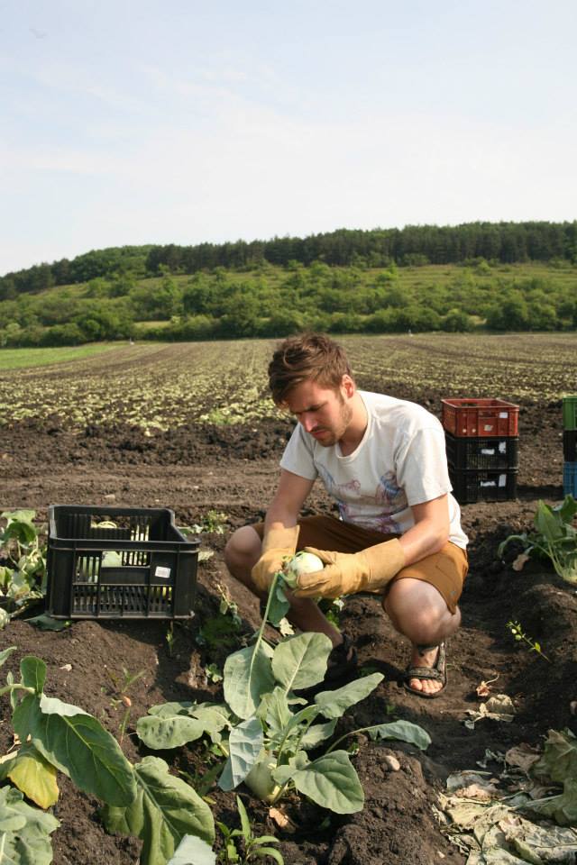 Paběrkují na českých polích. Po tunách