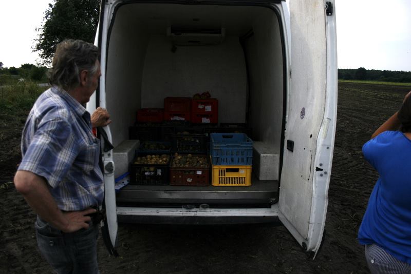 Paběrkují na českých polích. Po tunách