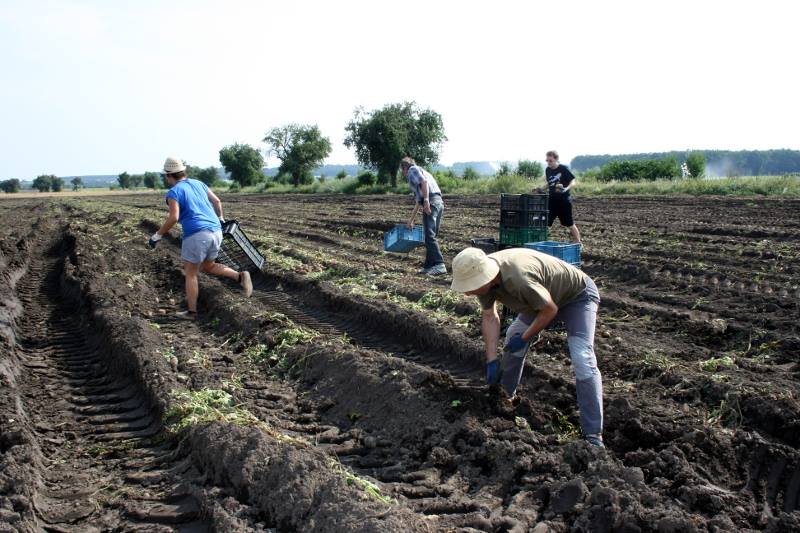 Paběrkují na českých polích. Po tunách