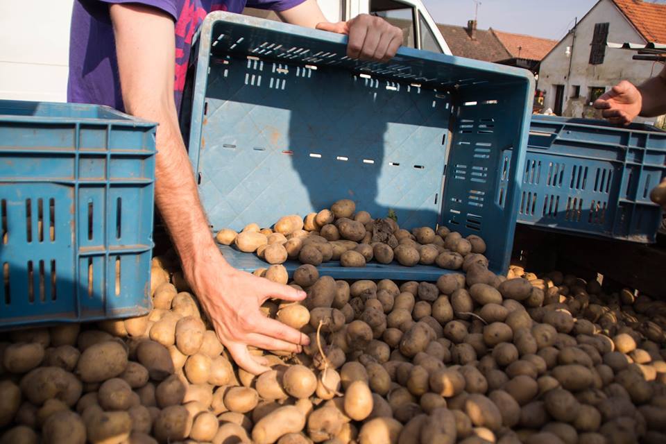 Paběrkují na českých polích. Po tunách
