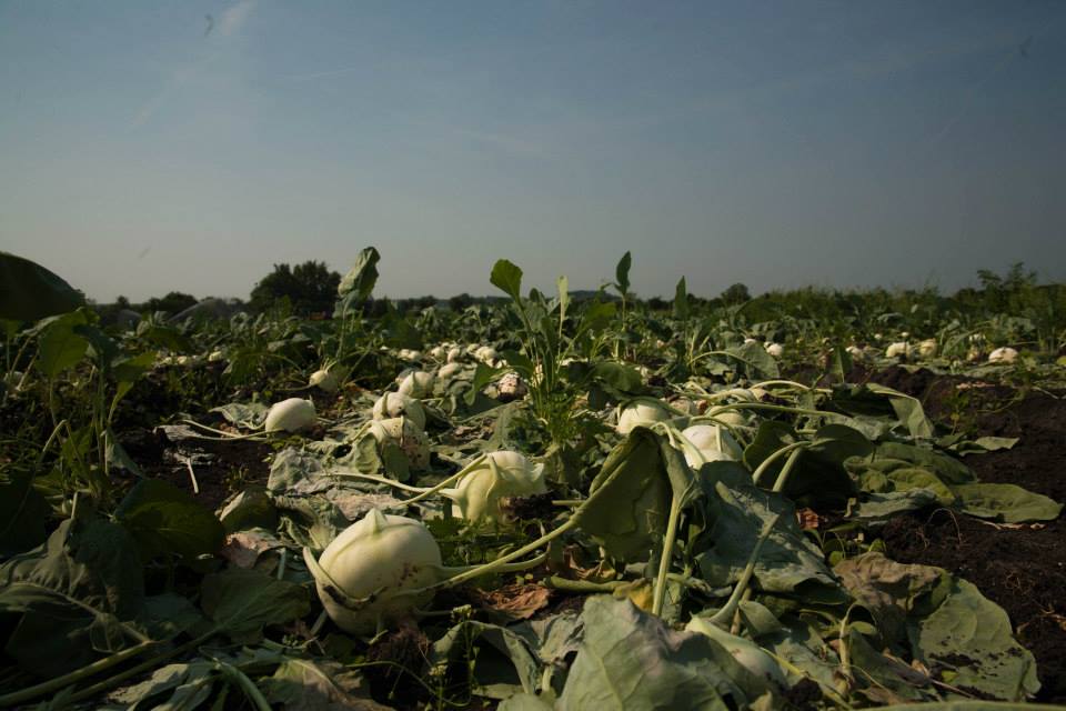 Paběrkují na českých polích. Po tunách