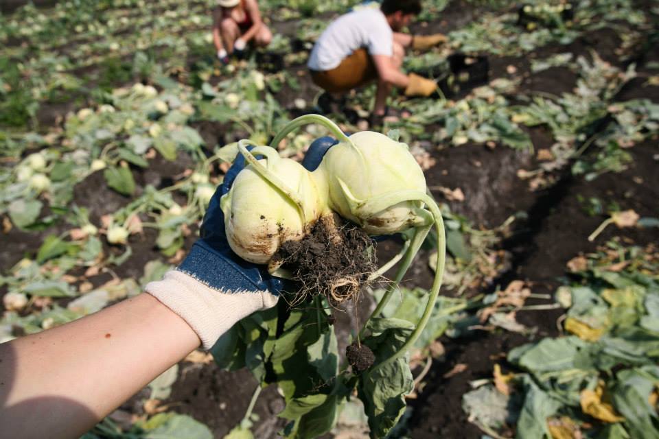 Paběrkují na českých polích. Po tunách