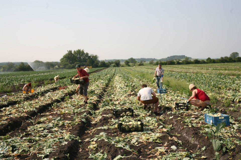 Paběrkují na českých polích. Po tunách