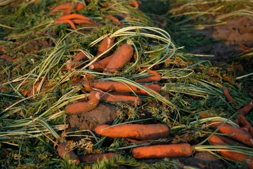 Paběrkují na českých polích. Po tunách