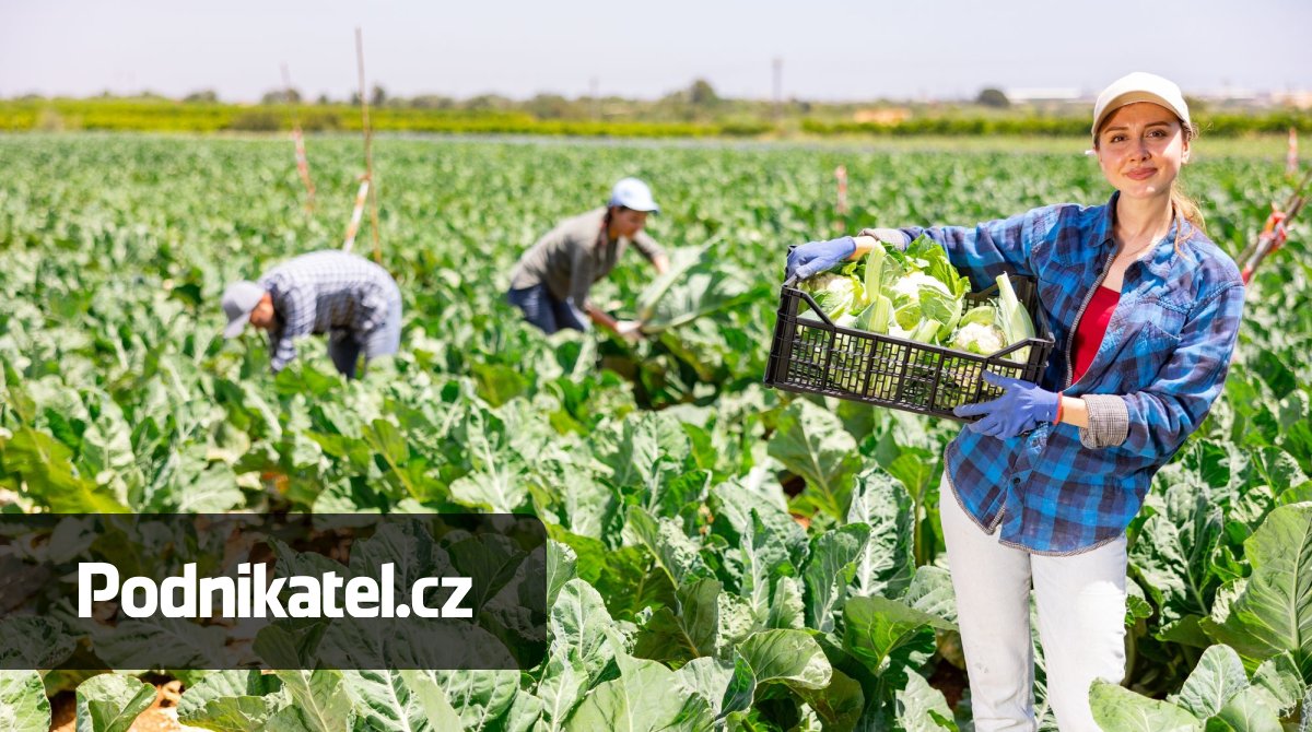 DPP podle zákona o zemědělství a uplatnění slevy na pojistném