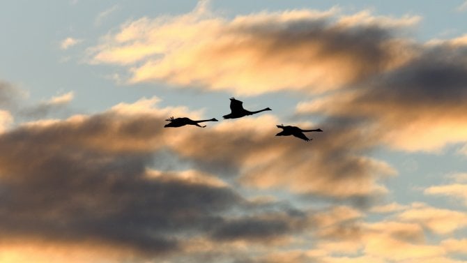 Černé labutě přilétají. Šokující předpovědi pro rok 2026 balancují mezi makro absurditou a varováním před možnými otřesy