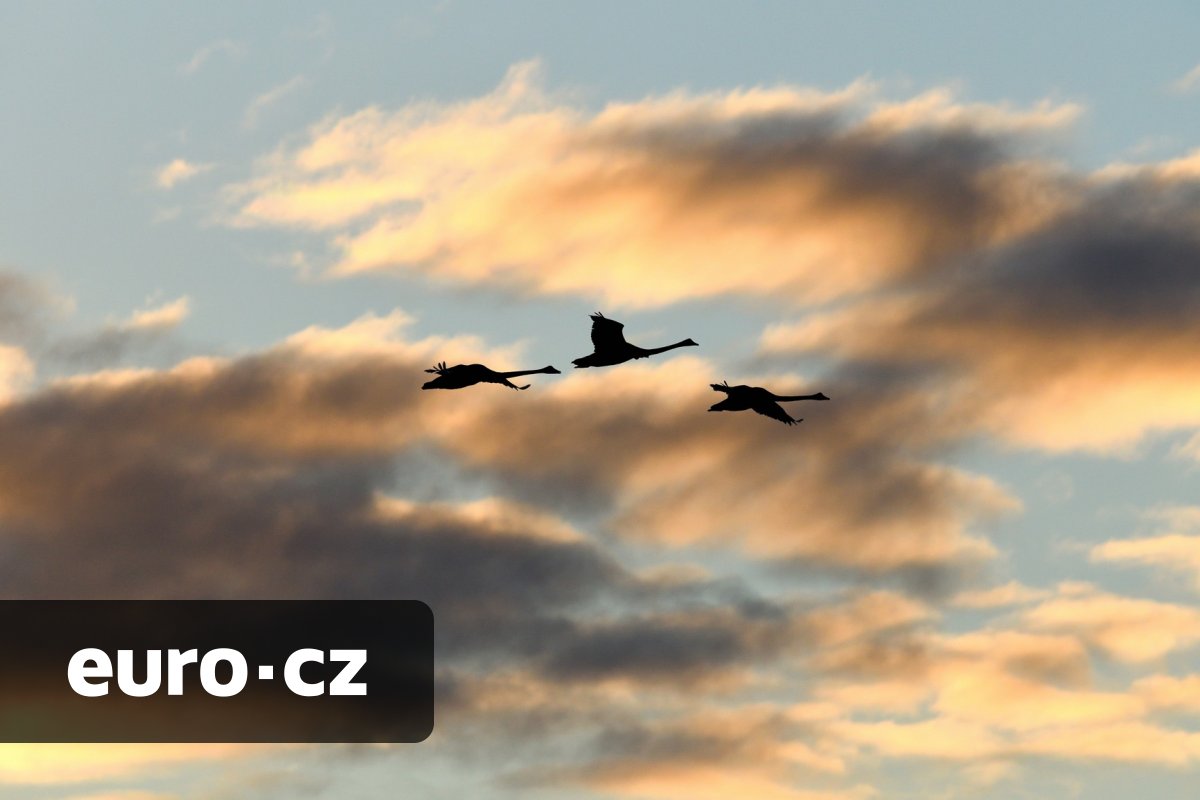 Černé labutě přilétají. Šokující předpovědi pro rok 2026 balancují mezi makro absurditou a varováním před možnými otřesy