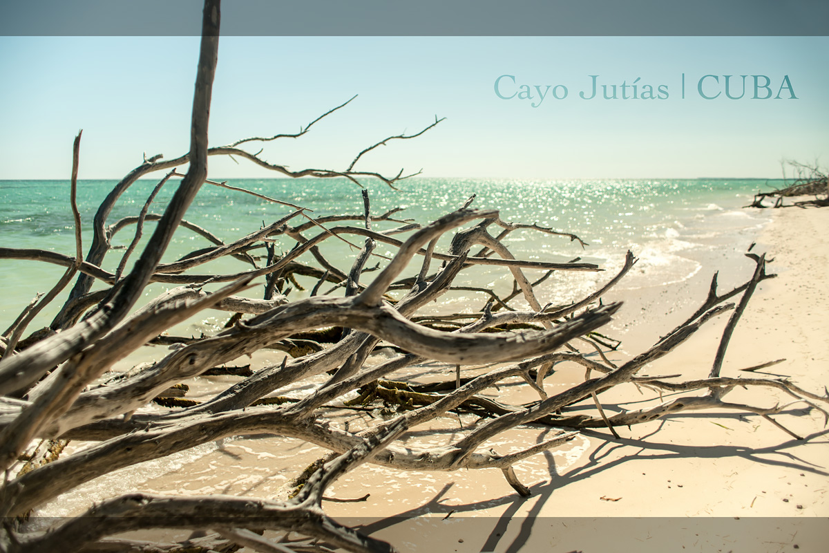 Větve na pláži. Cayo Jutías, Kuba.