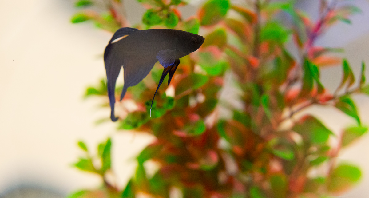 Zástupce fauny - bojovnice pestrá (Betta splendens). Najdete ji na pobočce na Florenci. (02/2016)
