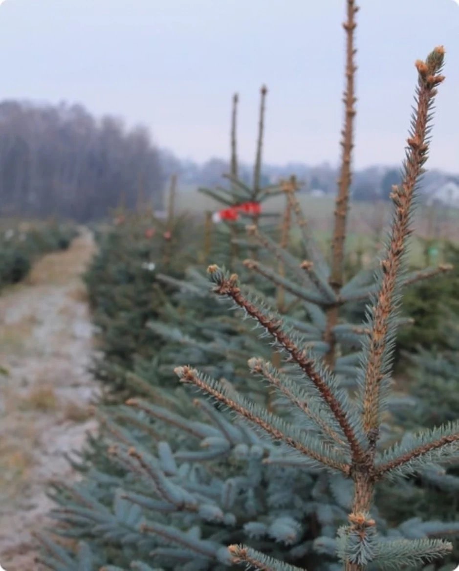 Vánoční značky: Stromečkárna