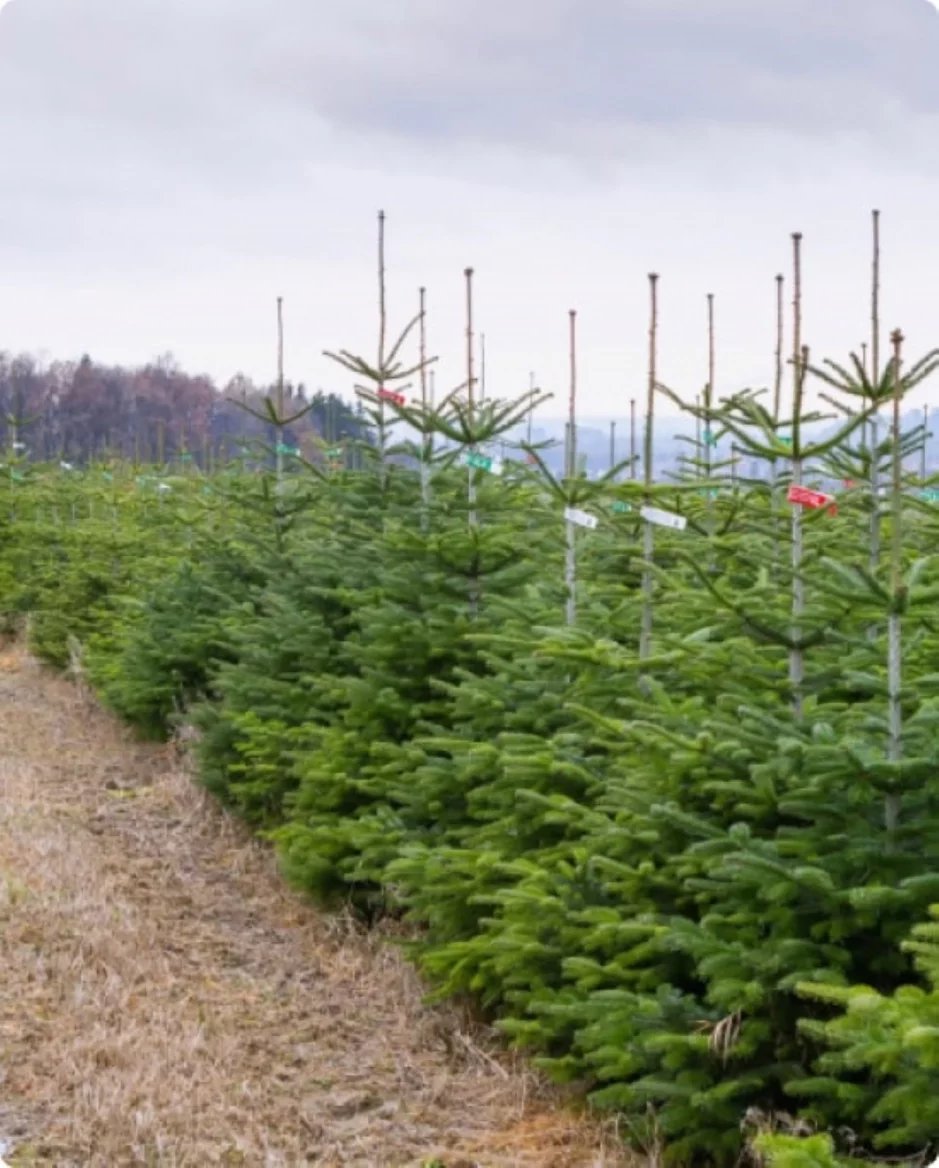 Vánoční značky: Stromečkárna