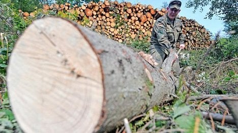 Náhledový obrázek - V Sasku pomůže v boji s kůrovcem bundeswehr, vojáci budou odvážet napadené dřevo