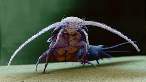 Náhledový obrázek - Sežerou nás rybenky. Chraňte si hotovost a toaletní papír