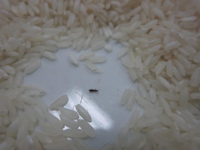 Dlouhozrnná rýže ve varných sáčcích. Kategorie: Nebezpečné potraviny. Nevyhovující parametr: škůdci. Uvnitř balení v jednotlivých sáčcích byl zjištěn výskyt živých škůdců. Na regálech ani pod nimi nebyl výskyt škůdců zjištěn. Výrobce: VITANA, a.s., Byšice. Místo kontroly: Kaufland Česká republika v.o.s. Praha 8-Libeň